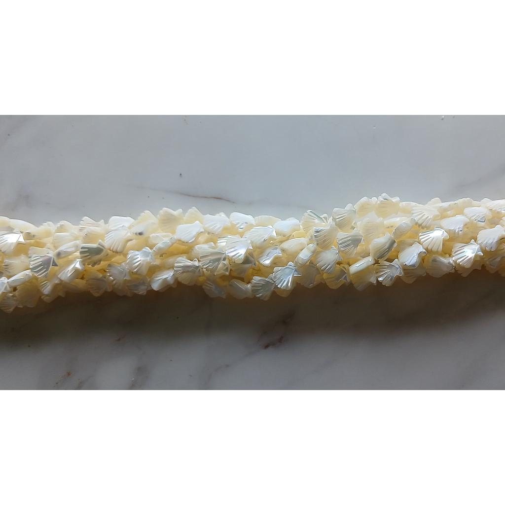 CONCHA NACAR ALMEJA 11X12MM
